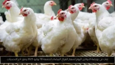 بورصة الدواجن اليوم اسعار الفراخ البيضاء