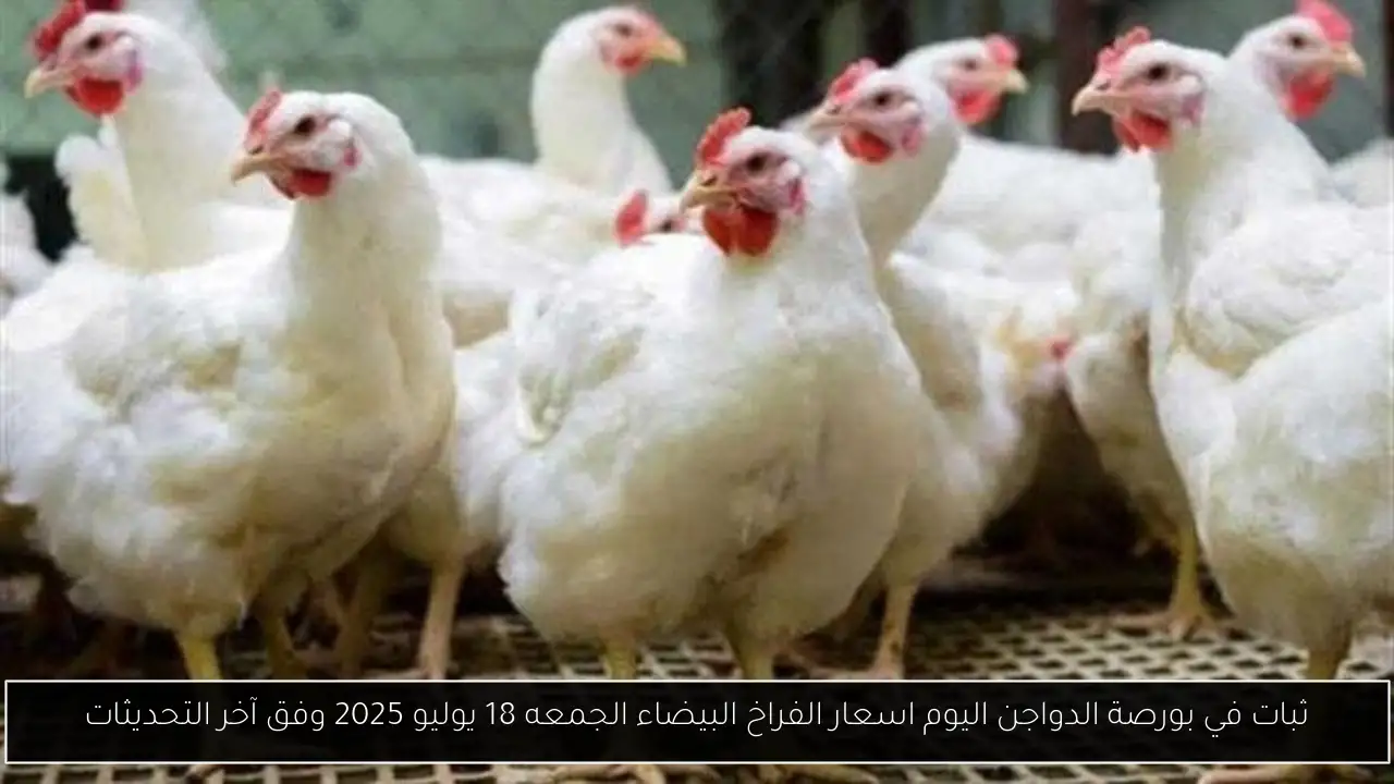بورصة الدواجن اليوم اسعار الفراخ البيضاء