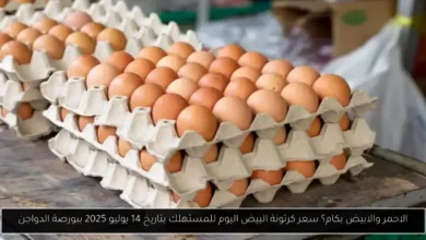 سعر كرتونة البيض اليوم للمستهلك