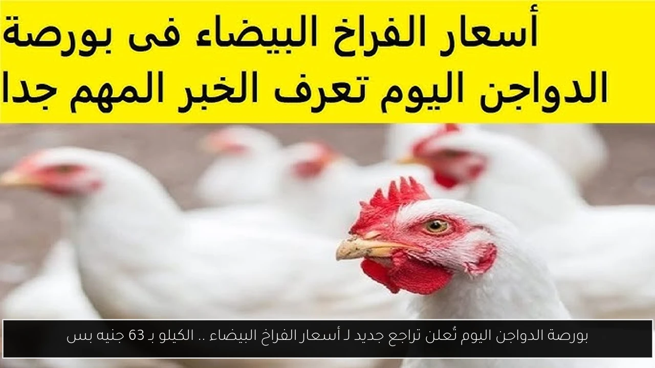 بورصة الدواجن اليوم أسعار الفراخ البيضاء