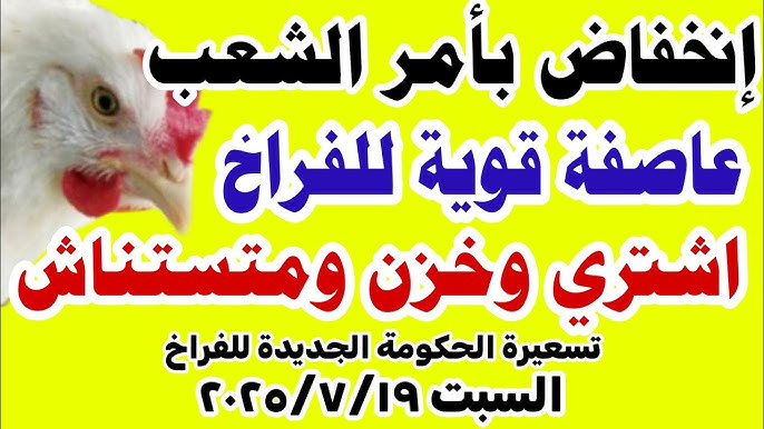 بورصة الدواجن اليوم أسعار الفراخ البيضاء