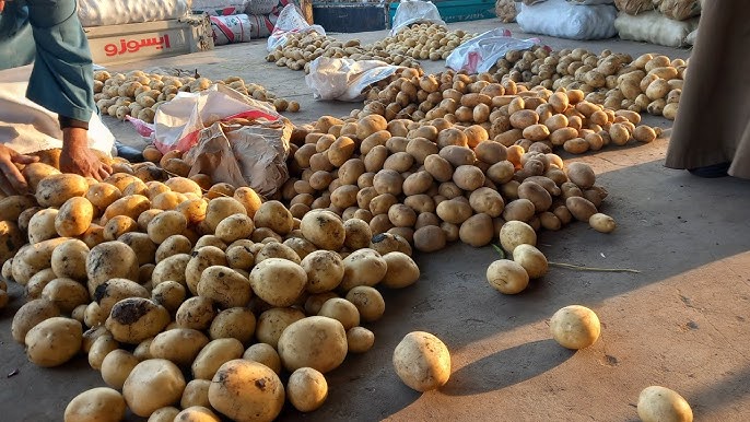 أسعار البطاطس اليوم في سوق العبور