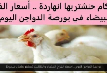 بورصة الدواجن اليوم اسعار الفراخ البيضاء