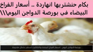 بورصة الدواجن اليوم اسعار الفراخ البيضاء
