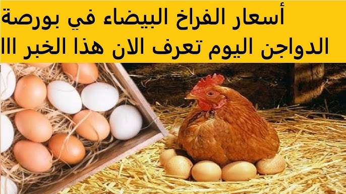 بورصة الدواجن اليوم اسعار الفراخ البيضاء
