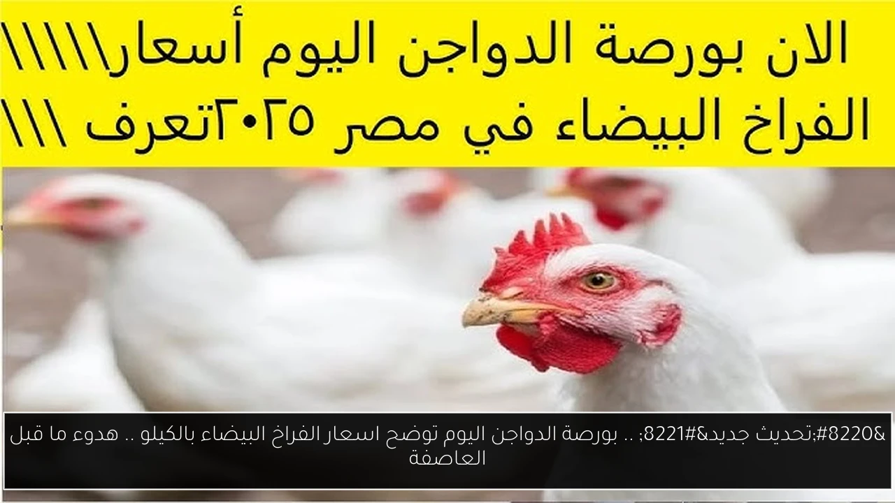 بورصة الدواجن اليوم اسعار الفراخ البيضاء
