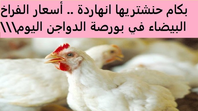 بورصة الدواجن اليوم اسعار الفراخ البيضاء
