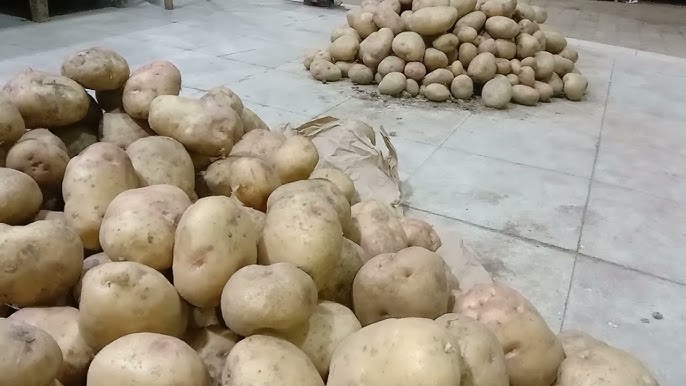 أسعار البطاطس الآن