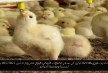 سعر الكتكوت الأبيض اليوم عمر يوم