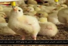 أسعار الكتكوت الأبيض اليوم جميع الشركات