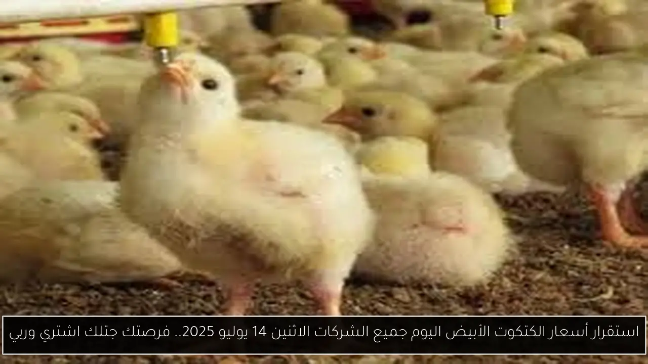 أسعار الكتكوت الأبيض اليوم جميع الشركات