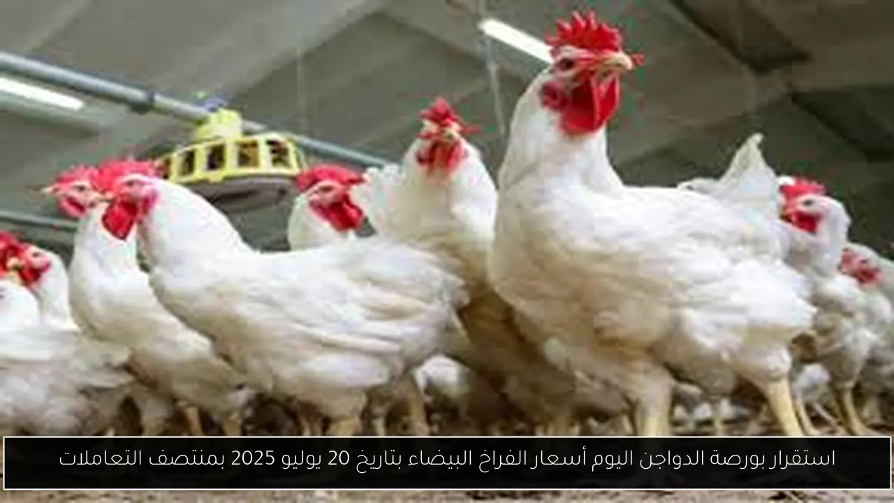بورصة الدواجن اليوم أسعار الفراخ البيضاء