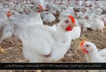 سعر كيلو الفراخ اليوم