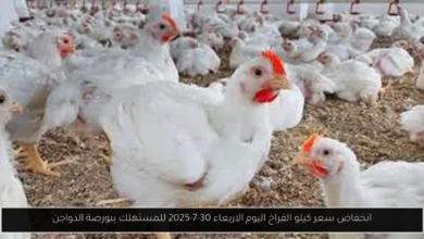 سعر كيلو الفراخ اليوم