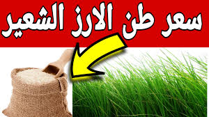 ارتفاع سعر طن الأرز الشعير اليوم