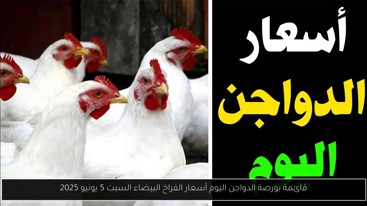 بورصة الدواجن اليوم أسعار الفراخ البيضاء