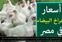 بورصة الدواجن اليوم أسعار الفراخ البيضاء