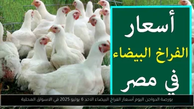 بورصة الدواجن اليوم أسعار الفراخ البيضاء