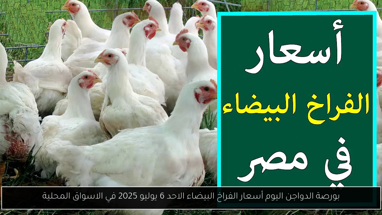 بورصة الدواجن اليوم أسعار الفراخ البيضاء