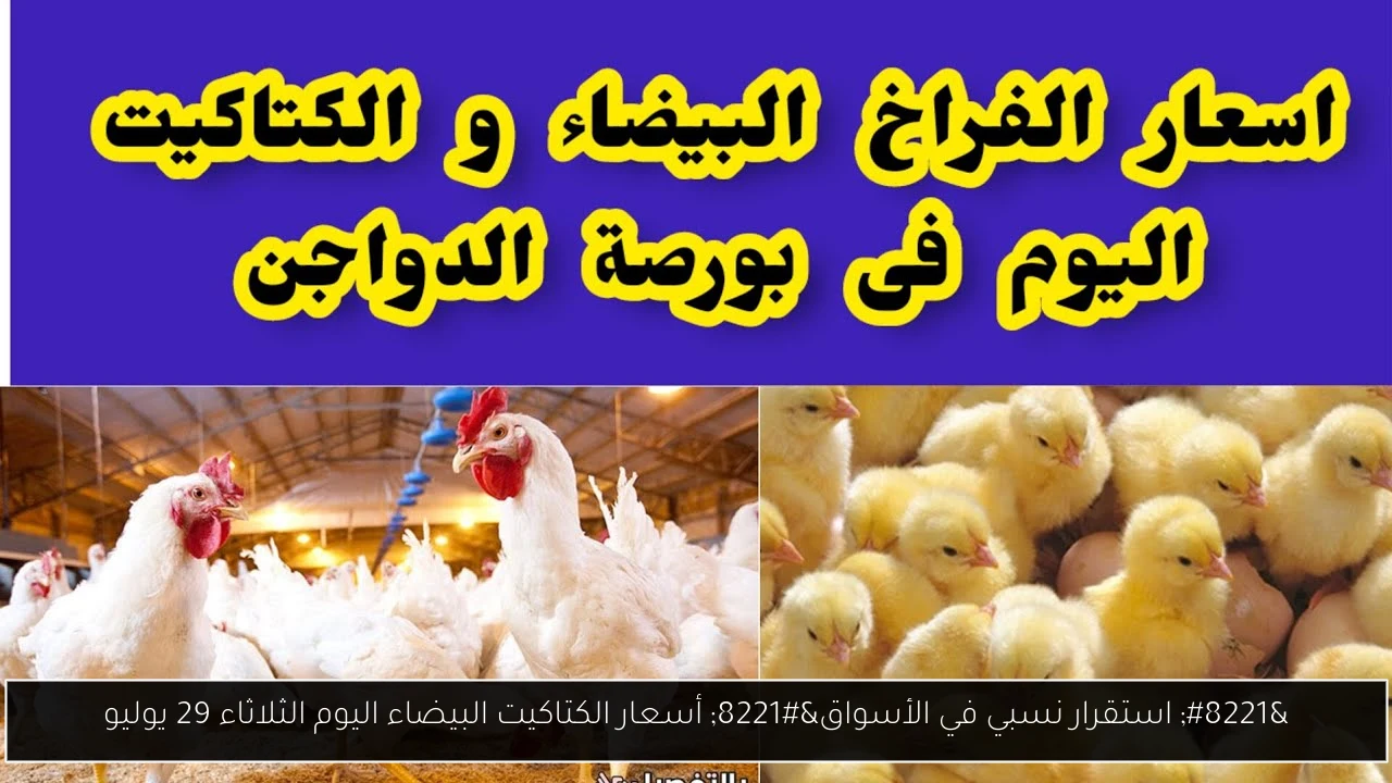 اسعار الكتاكيت البيضاء اليوم