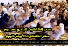 سعر الكتكوت الأبيض اليوم عمر يوم