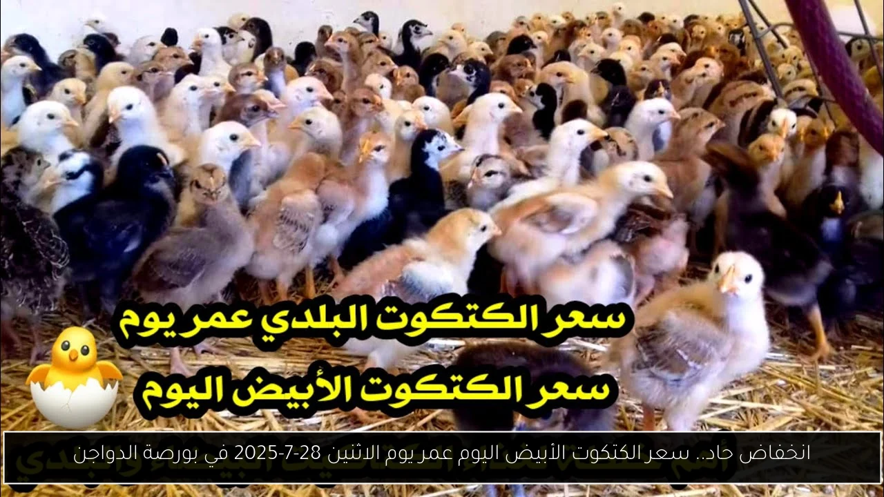 سعر الكتكوت الأبيض اليوم عمر يوم