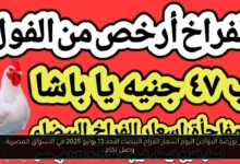 بورصة الدواجن اليوم أسعار الفراخ البيضاء
