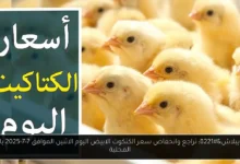 سعر الكتكوت الابيض اليوم