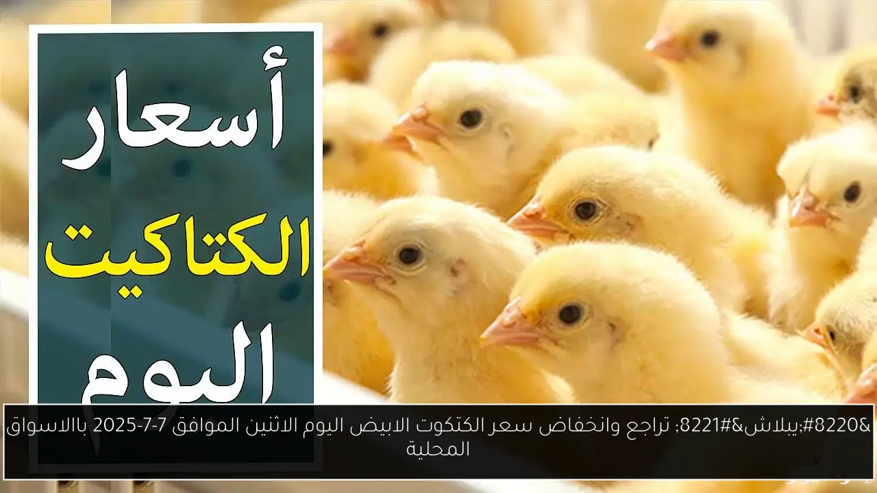 سعر الكتكوت الابيض اليوم
