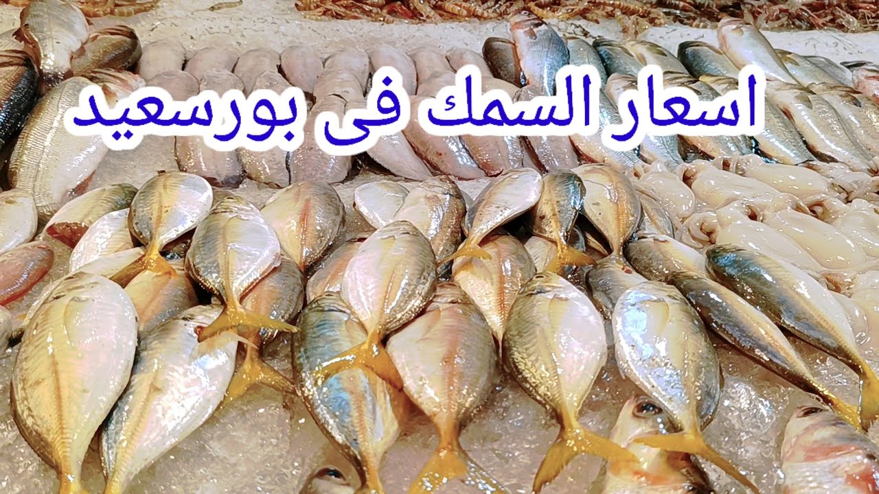 اسعار السمك اليوم