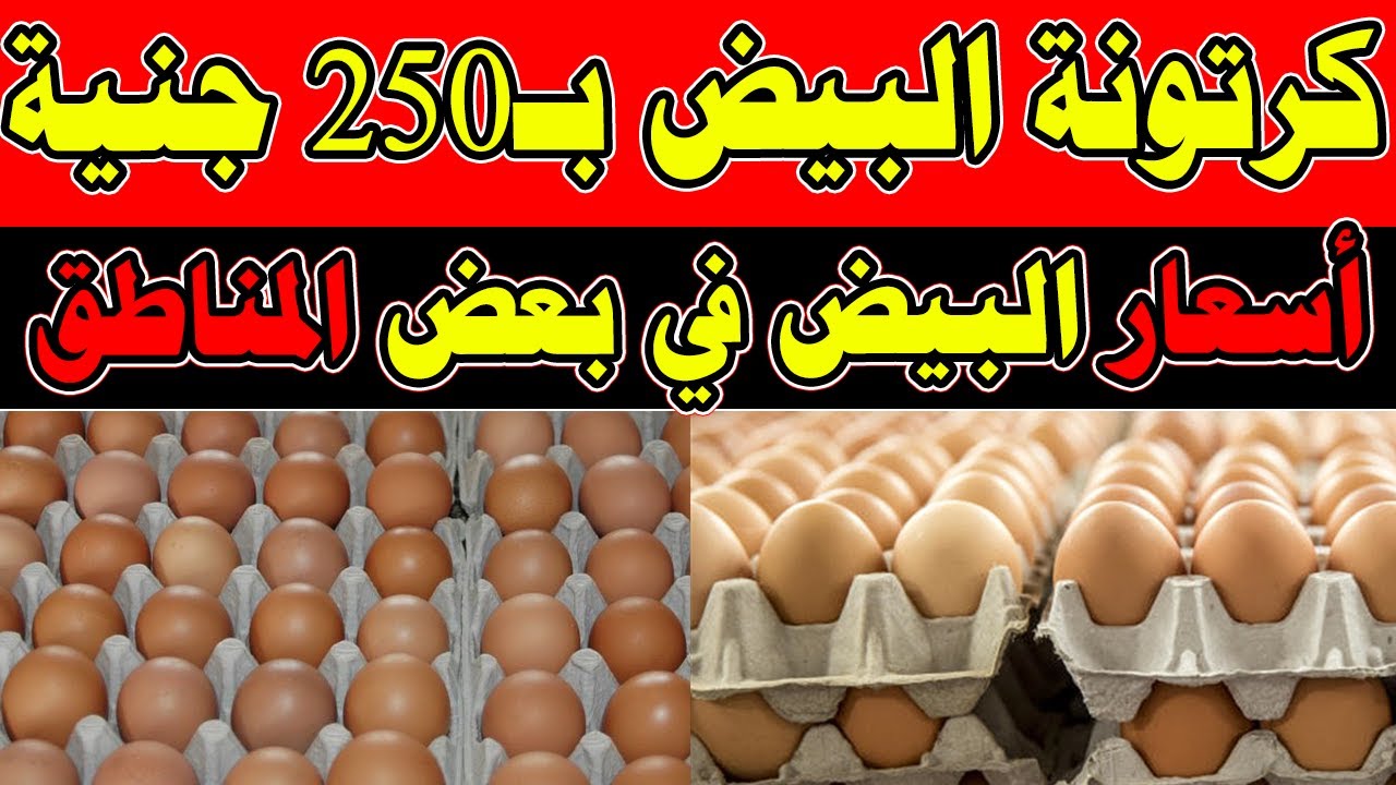 سعر كرتونة البيض