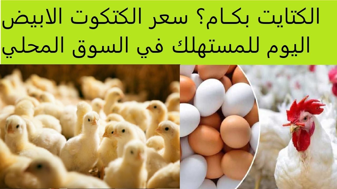 سعر الكتكوت الابيض اليوم في مصر