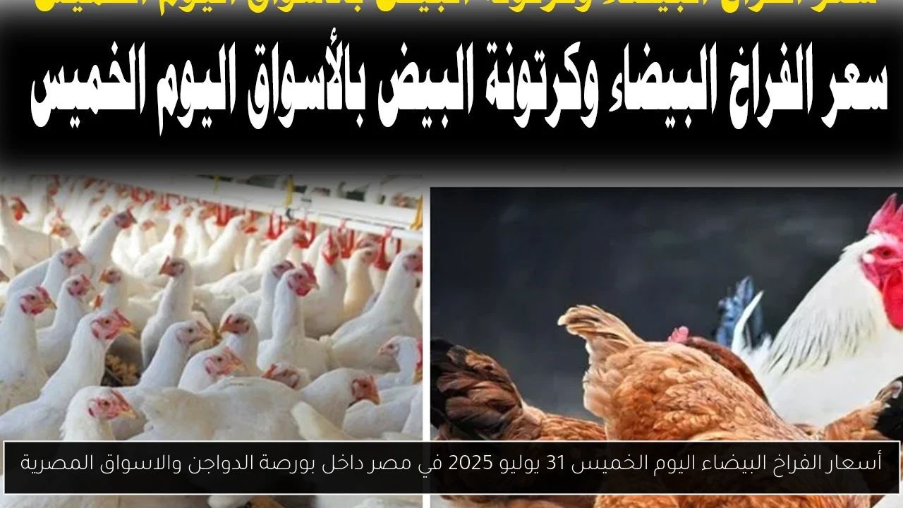 أسعار الفراخ البيضاء