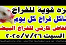 بورصة الدواجن اليوم أسعار الفراخ البيضاء