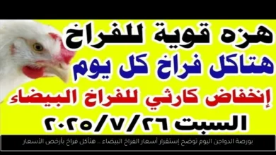 بورصة الدواجن اليوم أسعار الفراخ البيضاء