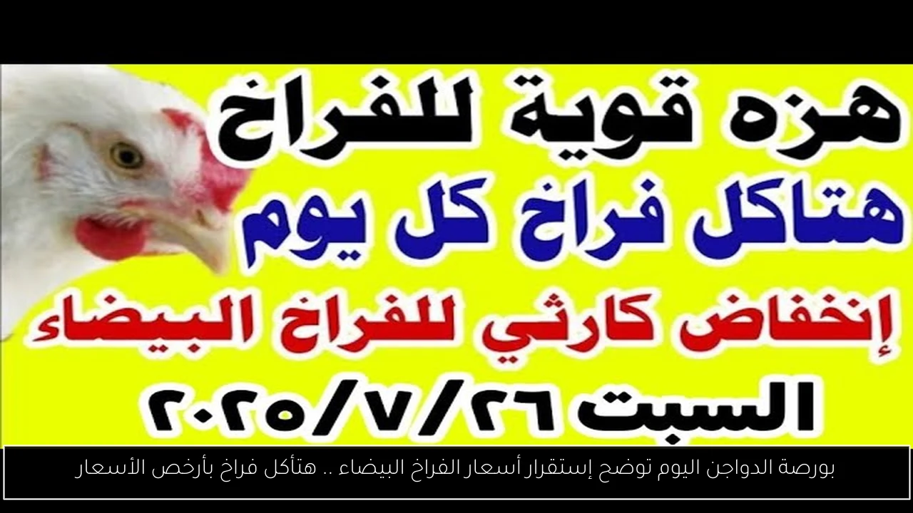 بورصة الدواجن اليوم أسعار الفراخ البيضاء