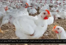 بورصة الدواجن اليوم أسعار الفراخ البيضاء