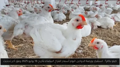 بورصة الدواجن اليوم أسعار الفراخ البيضاء