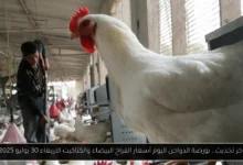 بورصة الدواجن اليوم أسعار الفراخ البيضاء والكتاكيت