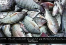 اسعار السمك اليوم