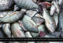 اسعار السمك اليوم