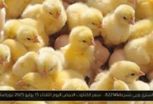 سعر الكتكوت الابيض اليوم