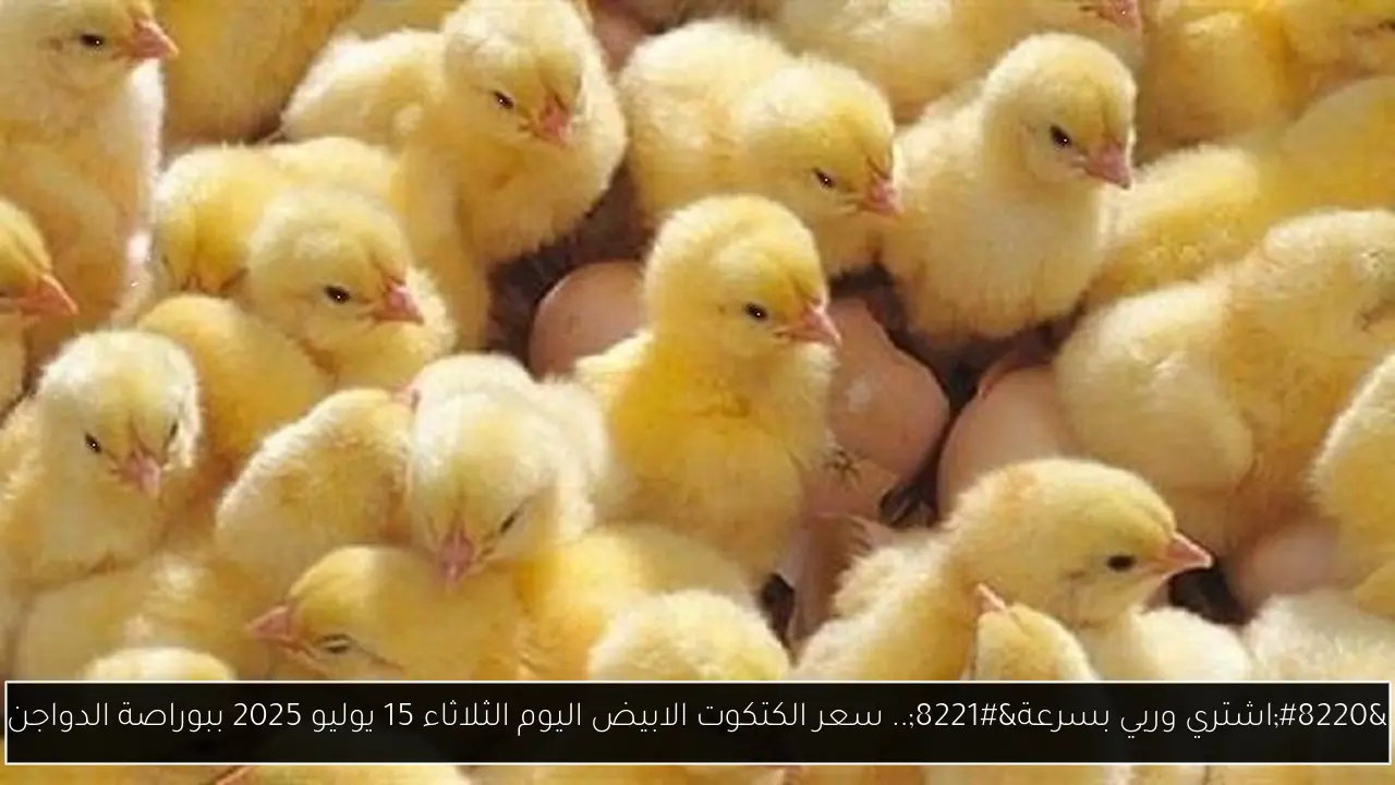 سعر الكتكوت الابيض اليوم