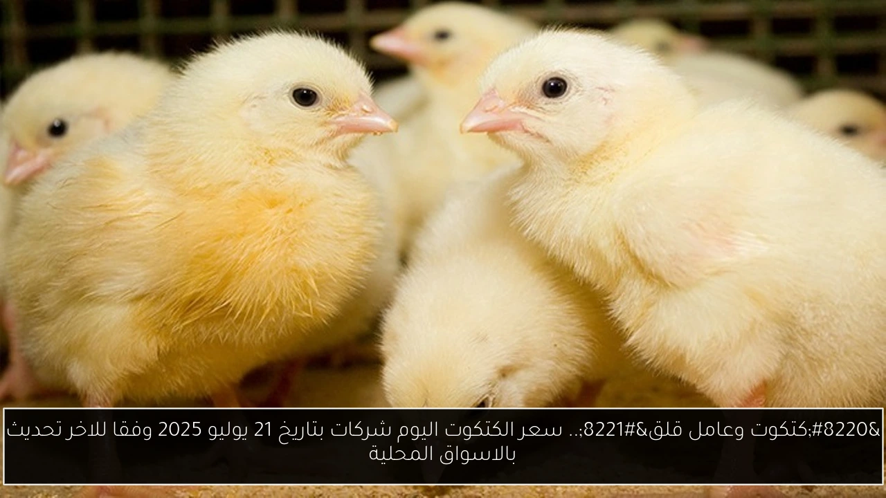 سعر الكتكوت اليوم شركات