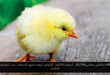 أسعار الكتكوت الأبيض اليوم جميع الشركات