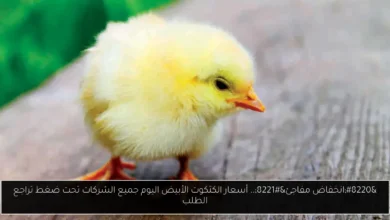أسعار الكتكوت الأبيض اليوم جميع الشركات