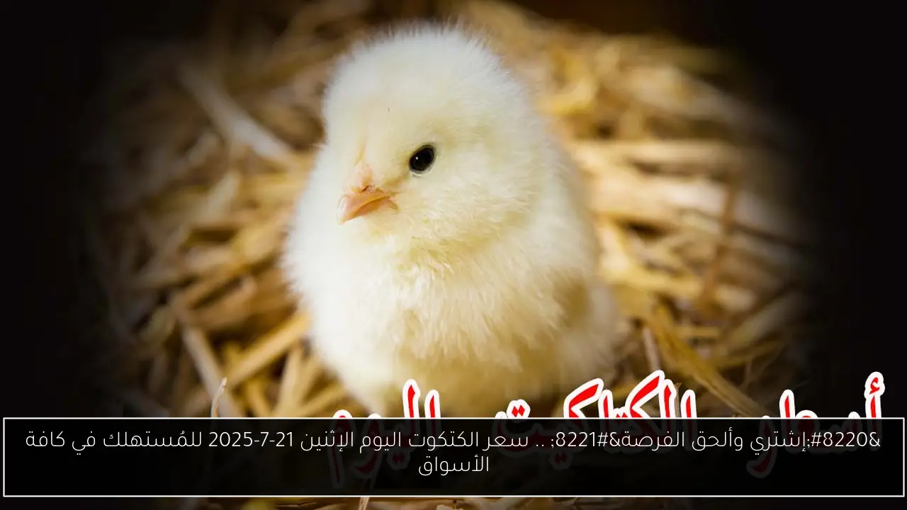 سعر الكتكوت اليوم