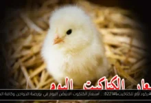 اسعار الكتكوت الابيض اليوم