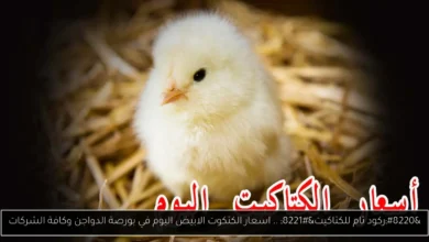 اسعار الكتكوت الابيض اليوم