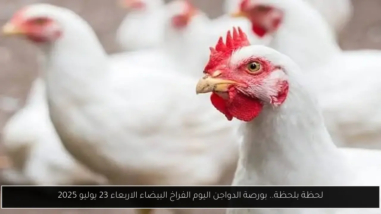 بورصة الدواجن اليوم الفراخ البيضاء